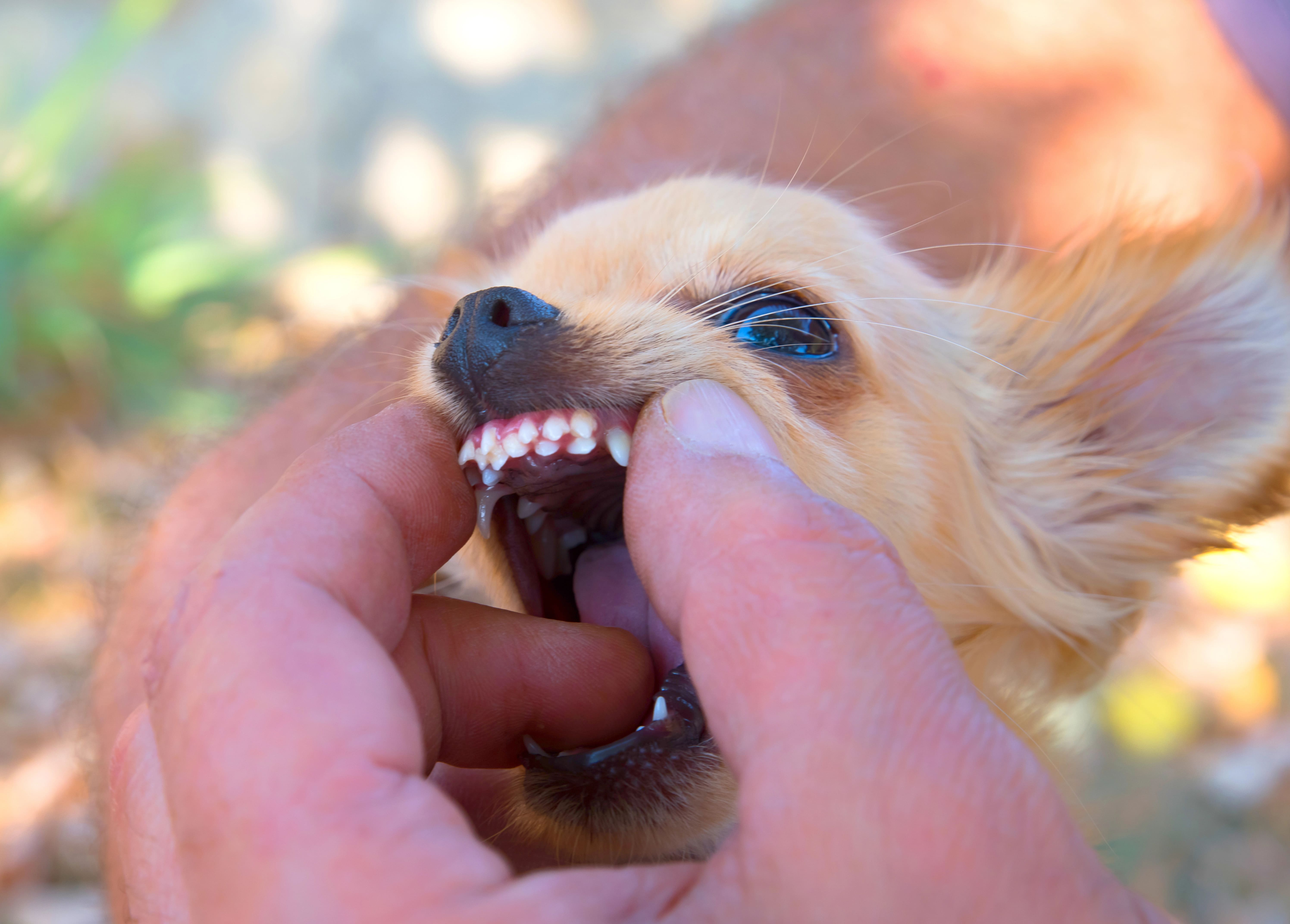 Hund zeigt Milchzähne seinem Besitzer