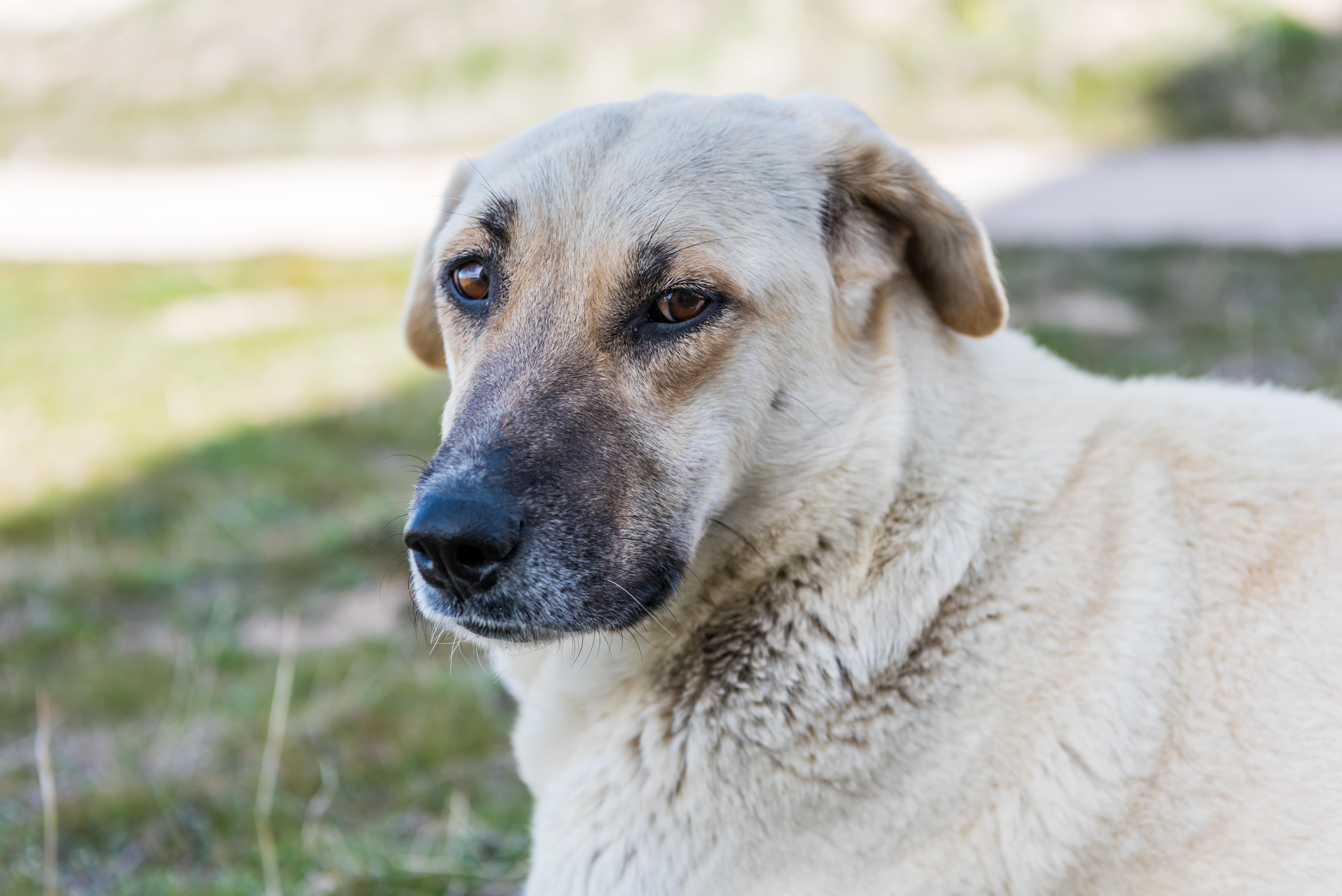 Kangal Schäferhund sitzt im Gras