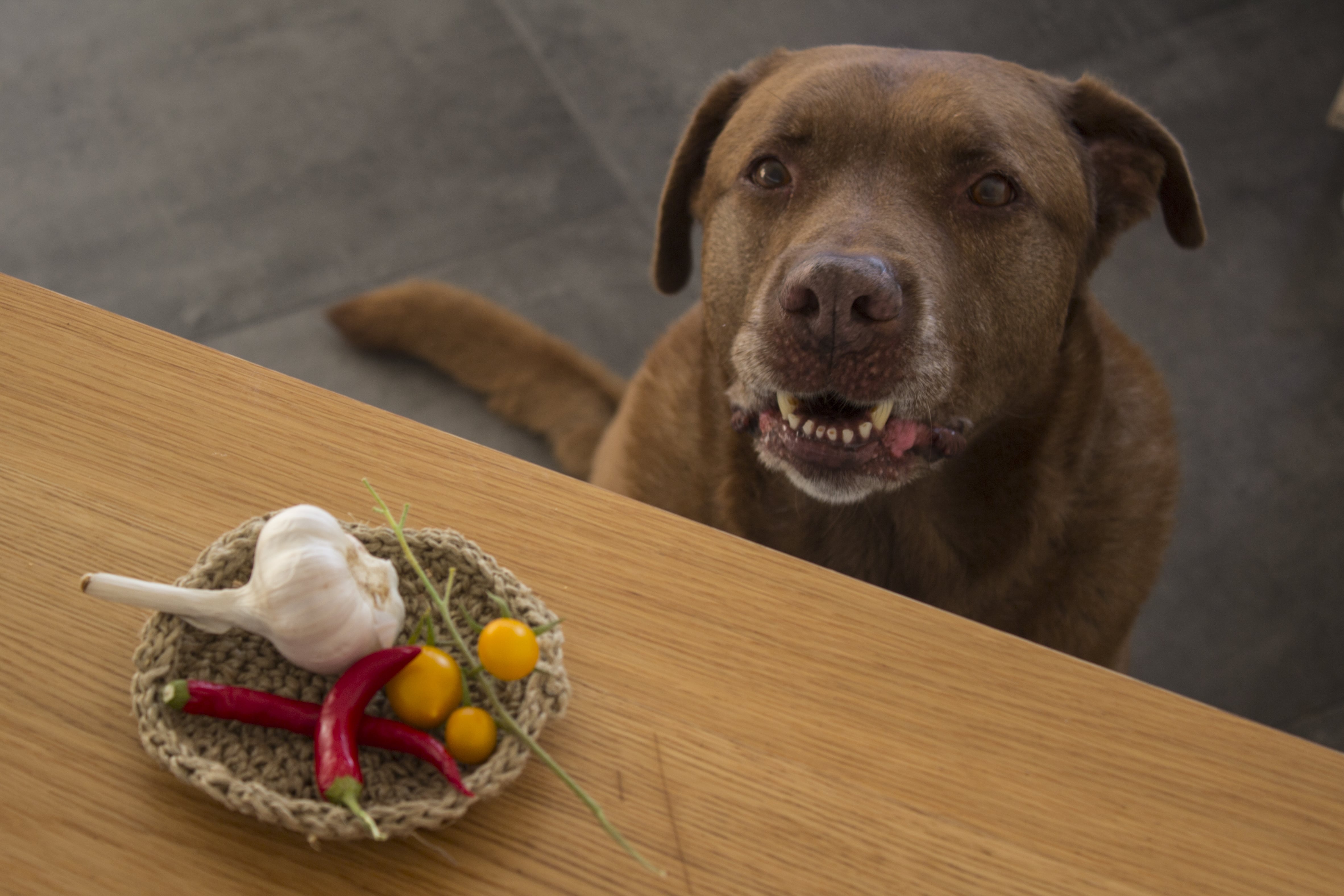 Hund möchte giftigen Knoblauch vom Tisch fressen