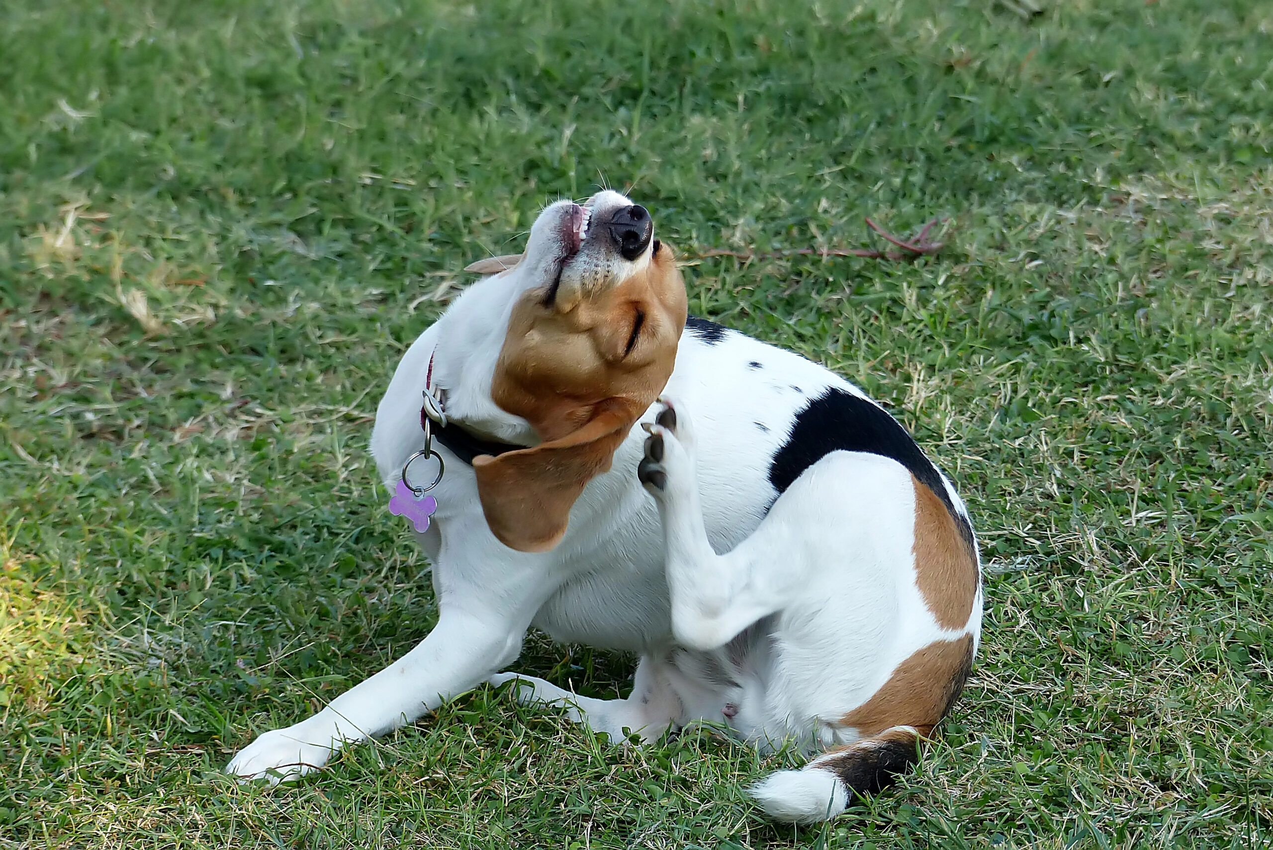 Hund kratzt sich wegen Übersäuerung am Ohr