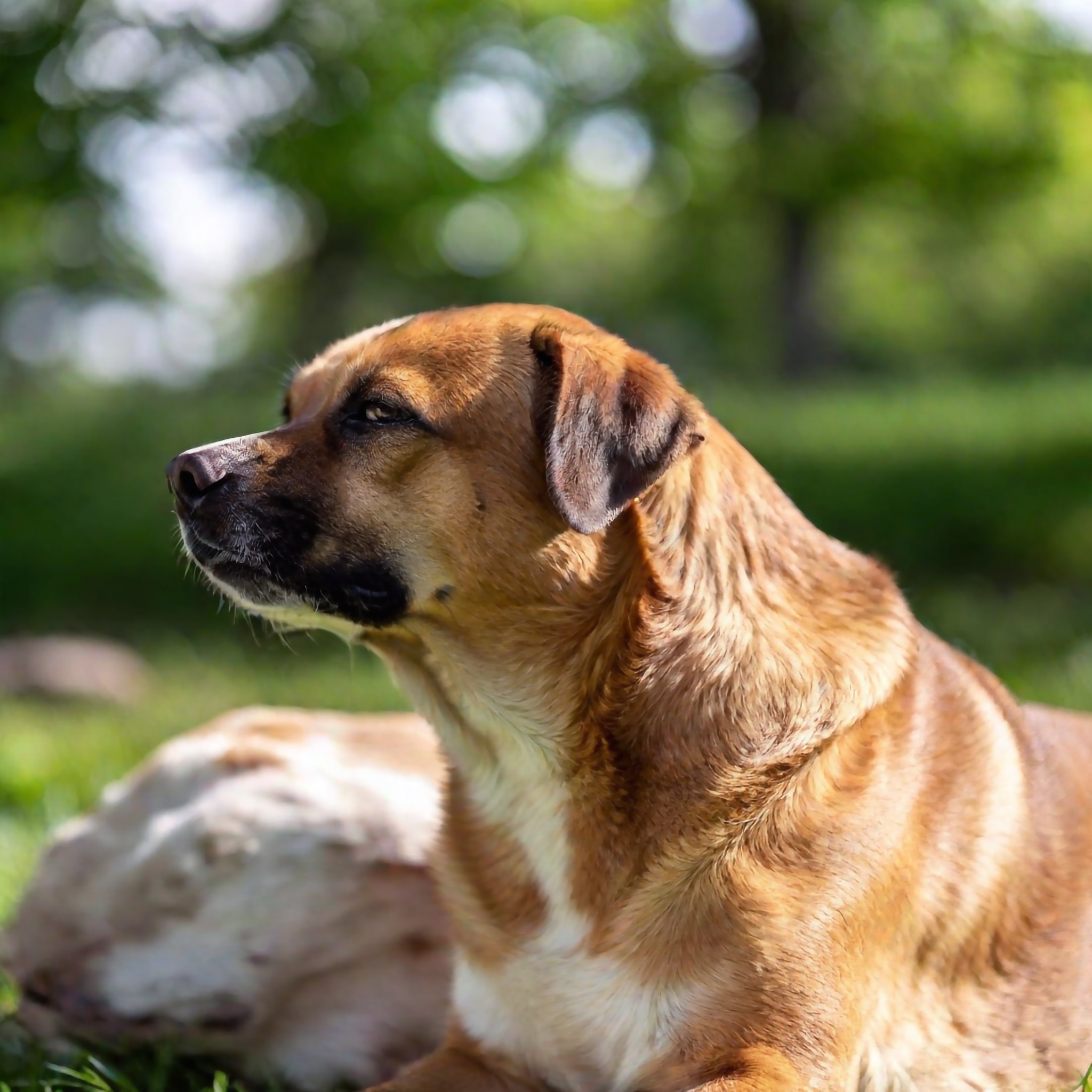 Bild von einem süßen Hund mit Blick auf die Lymphknoten