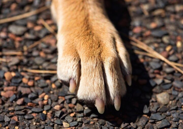 Krallen vom Hund auf Boden, da der Besitzer diese schneiden möchte