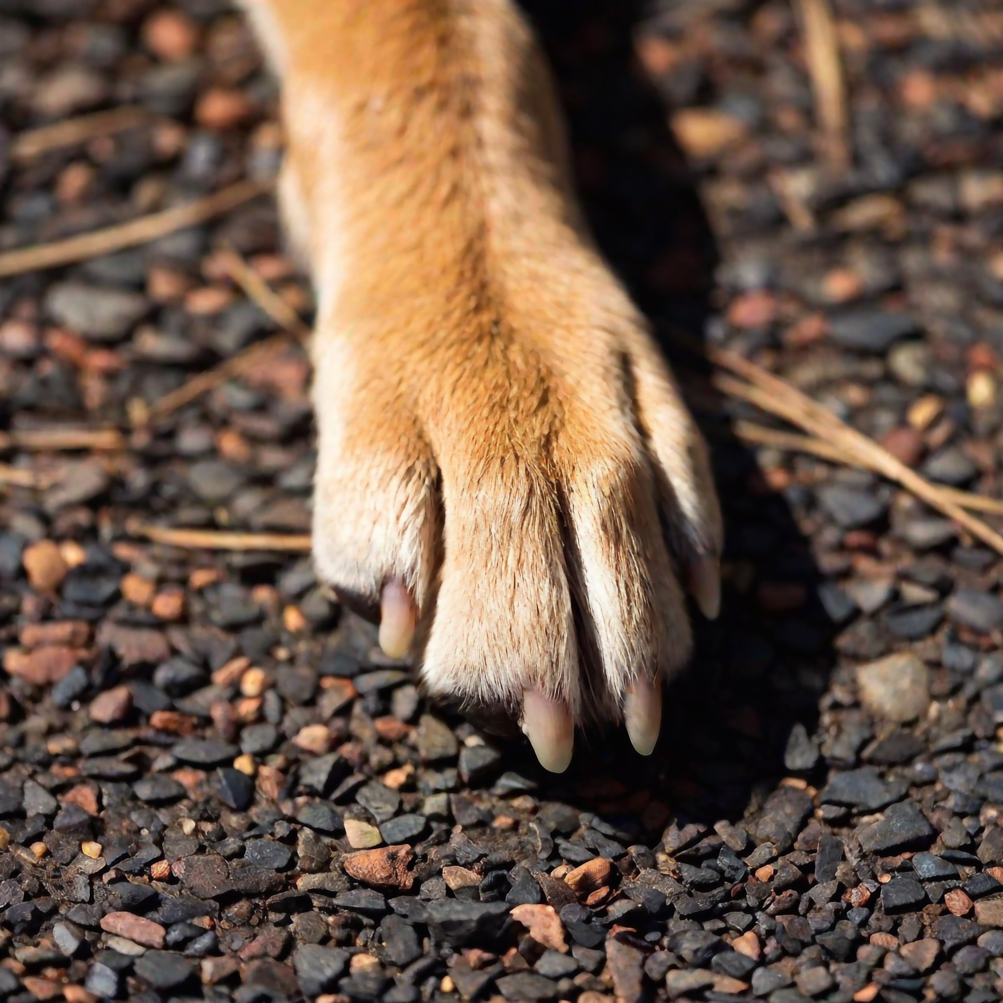 Krallen vom Hund auf Boden, da der Besitzer diese schneiden möchte