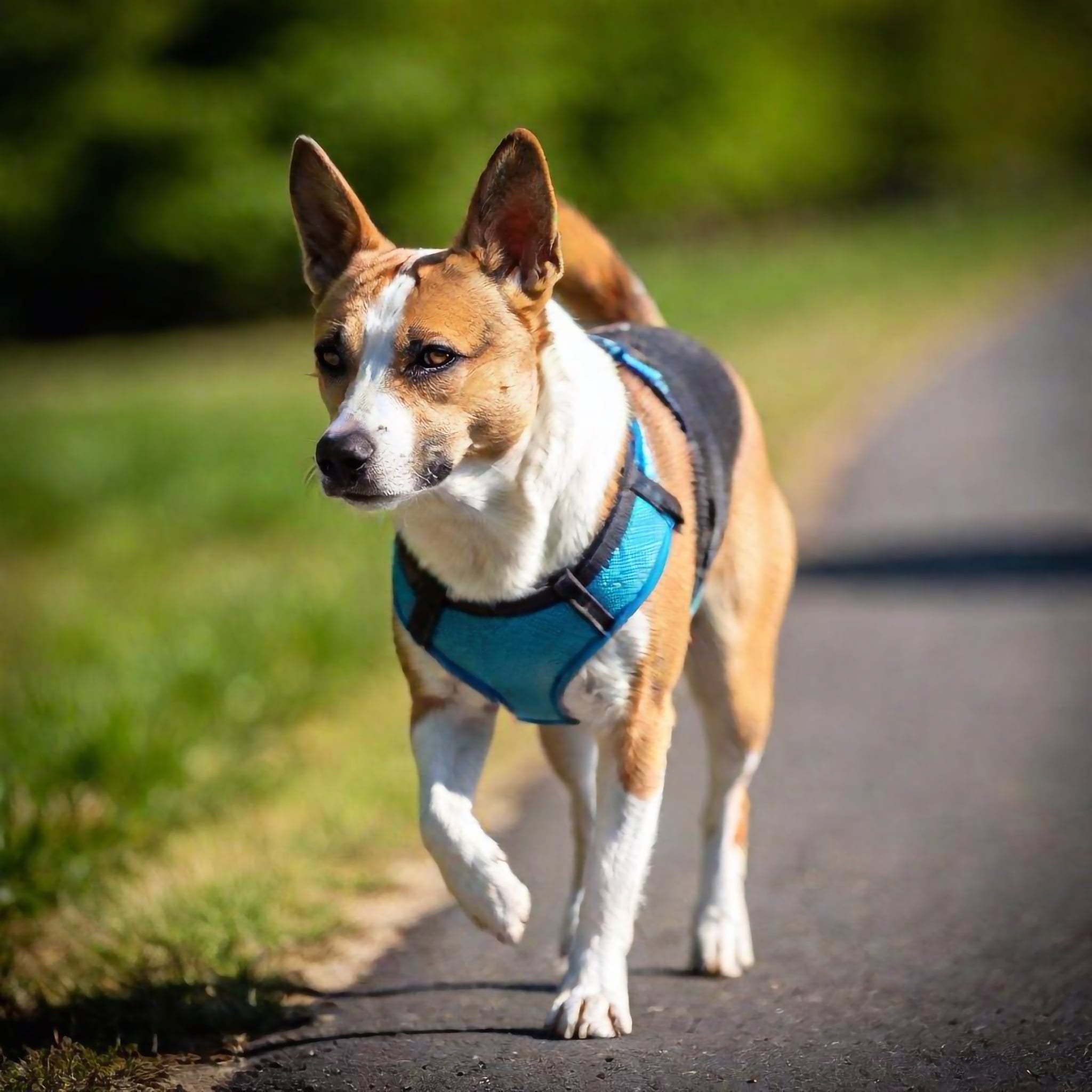 Hund humpelt beim Spaziergang