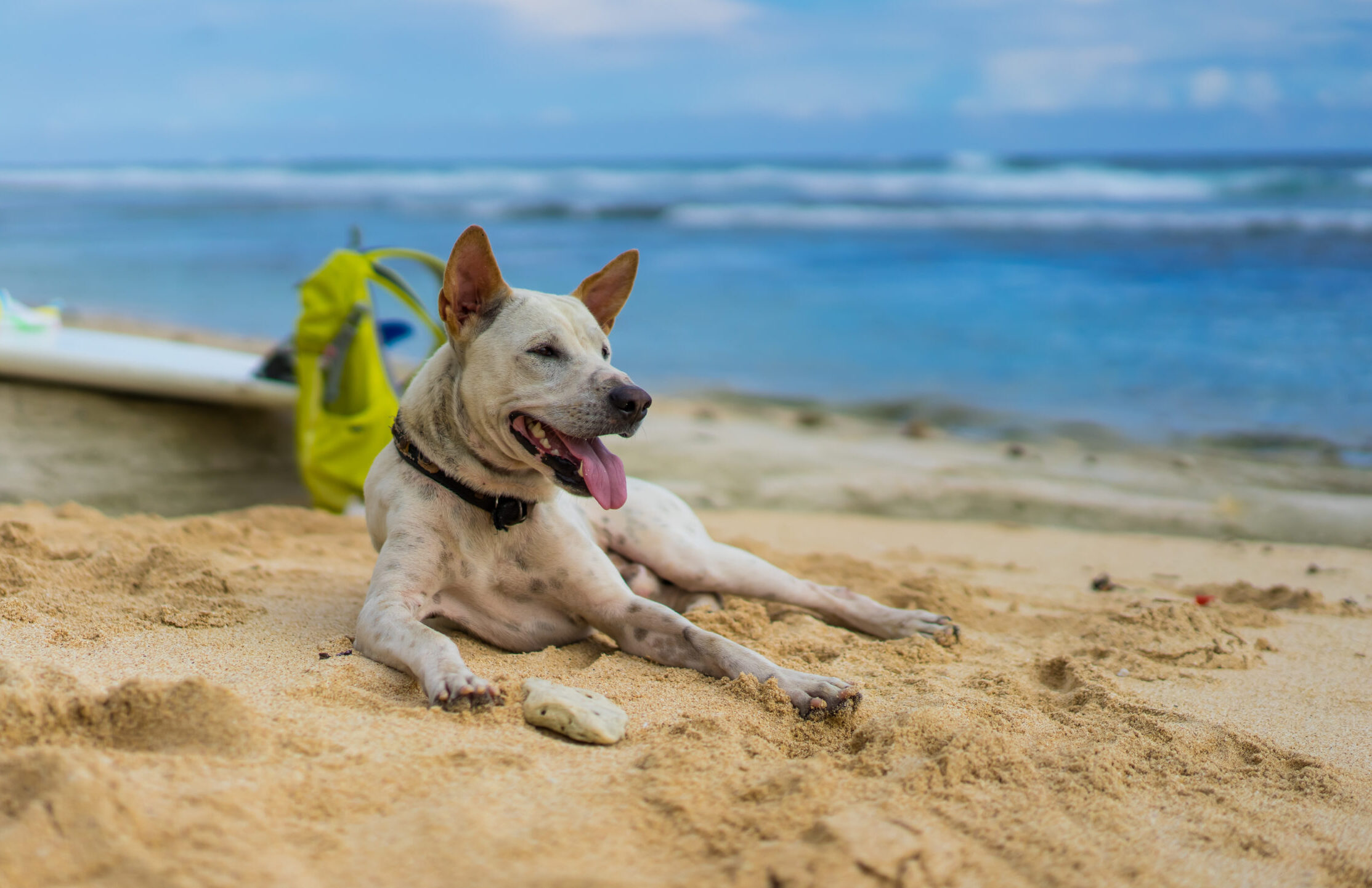 Hund am Strand einer Insel