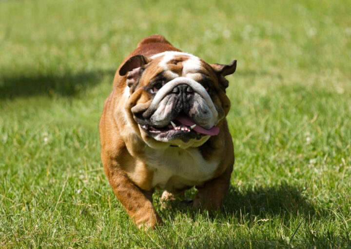 Englische Dogge als schwerster Hund läuft aufRasen