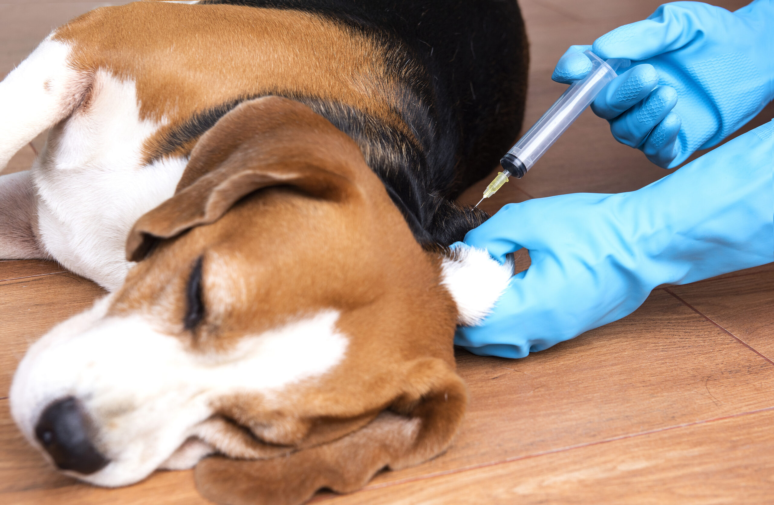 Impfung eines Hundes beim Tierarzt in der EU Beagle mit Borreliose