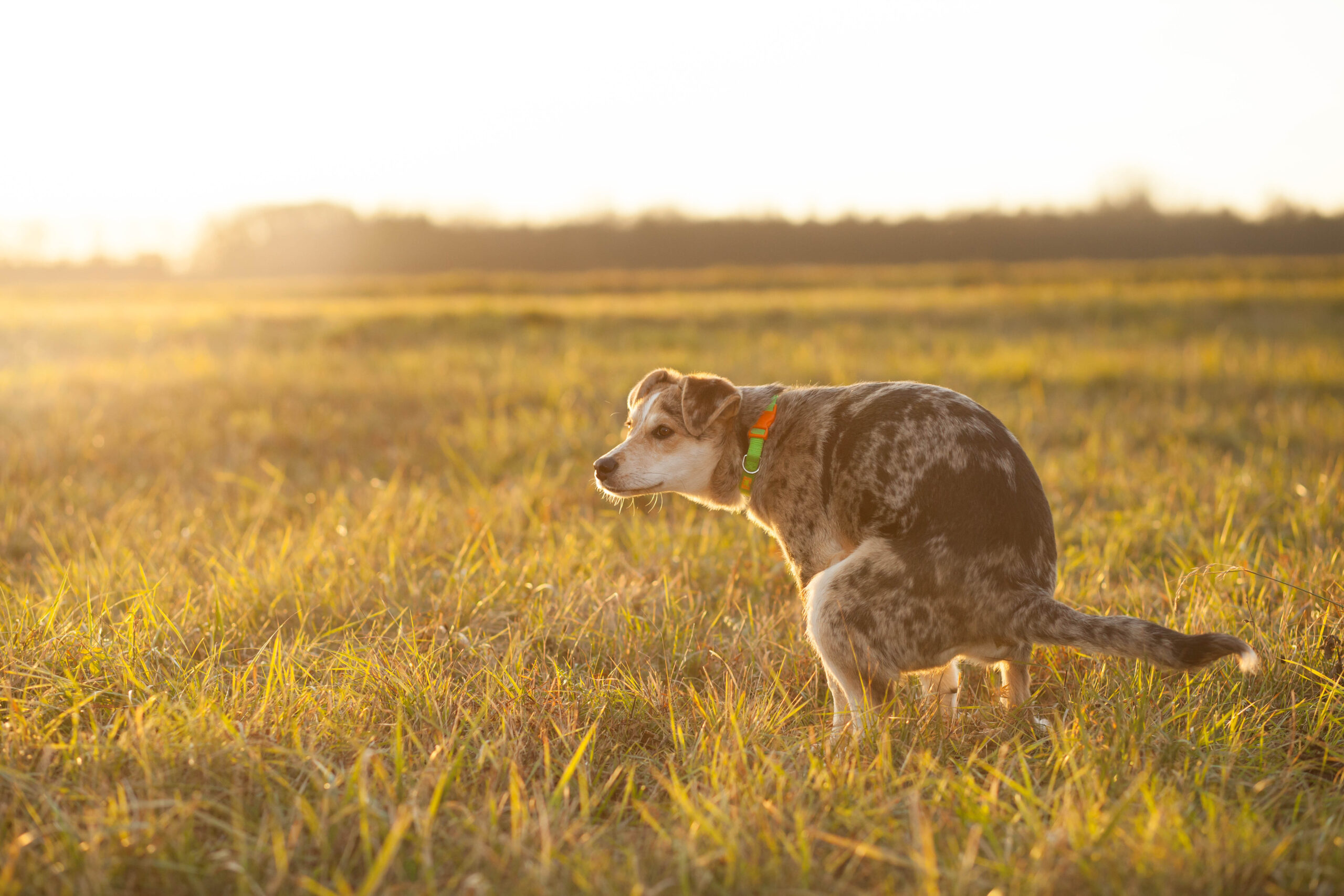 Hund mit Gastritis und Verdauungsproblemen auf grüner Wiese