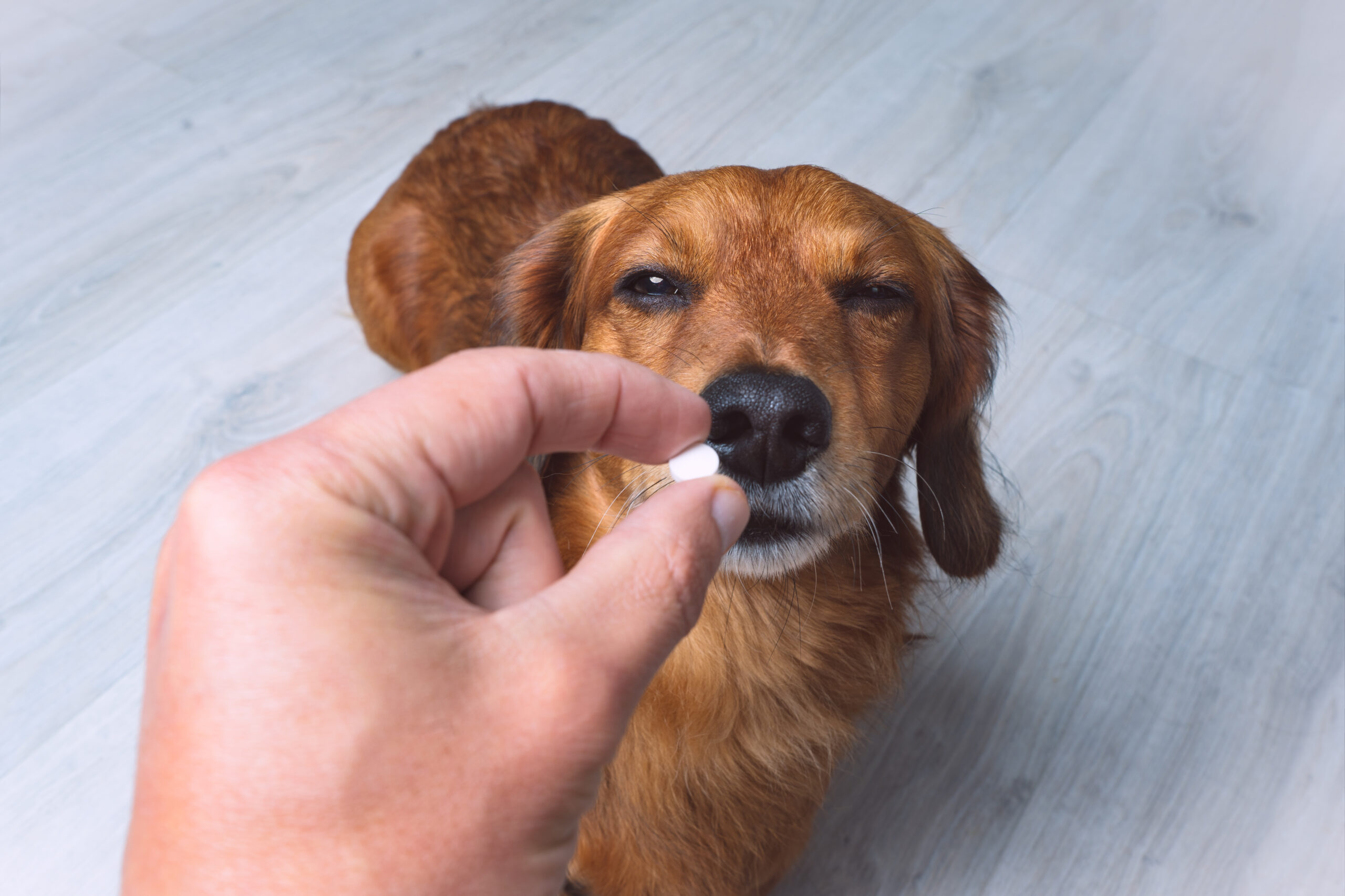 Hund kriegt Tablette oder Medizin vom Besitzer