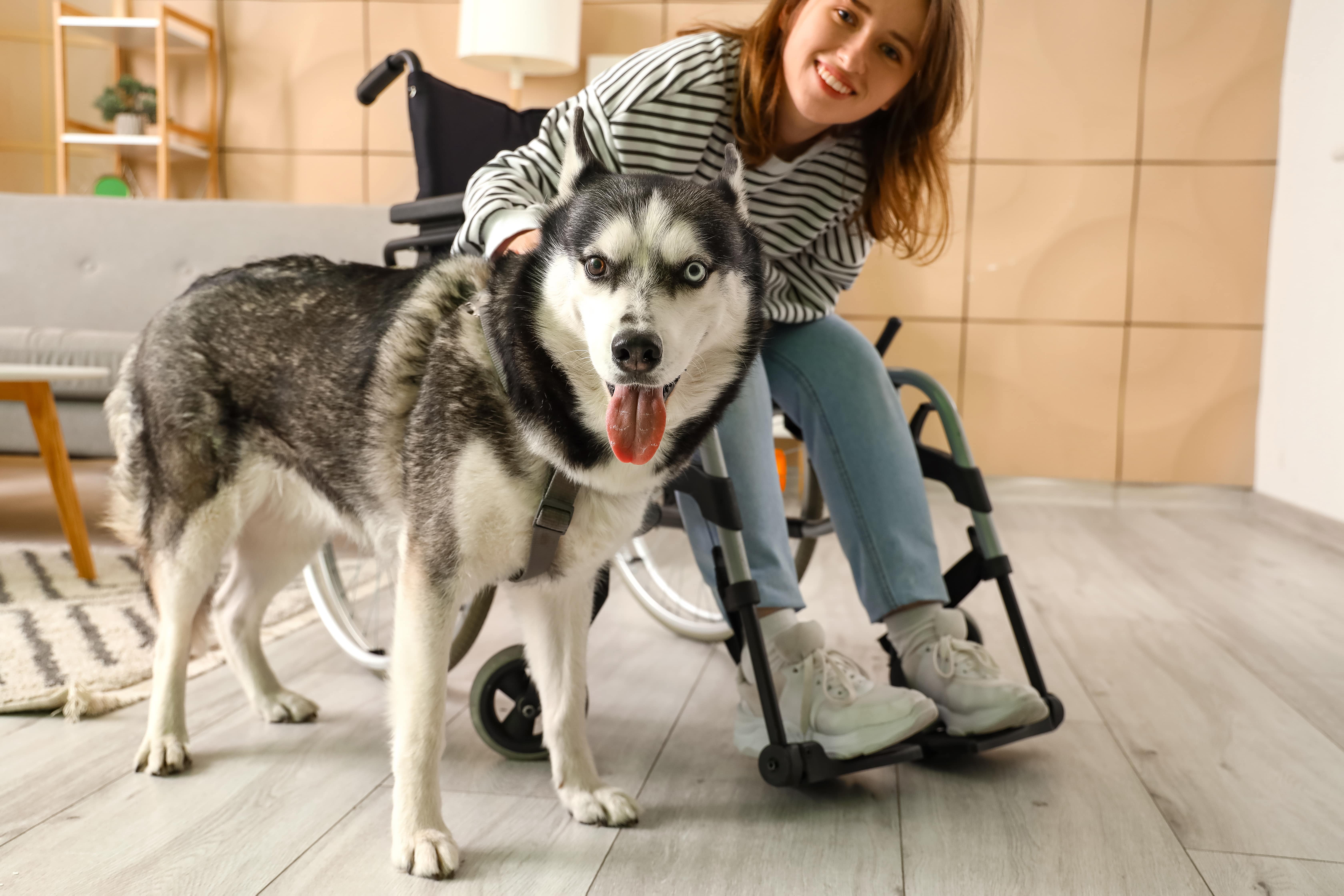 Therapiehund Husky begleitet Rollstuhlfahrer