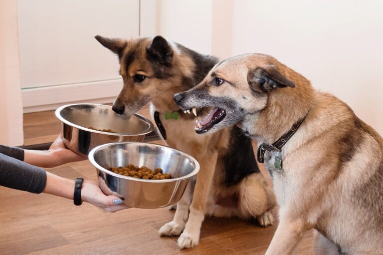 Hunde beim Fressen